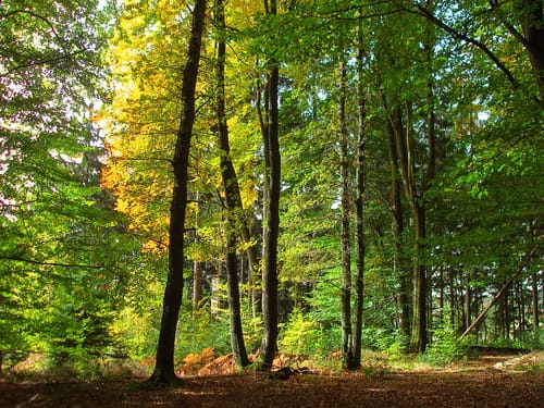 Erlebniswege Sieg: Der Holzweg