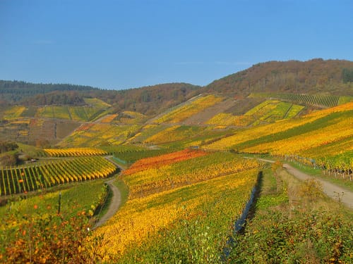 Rotweinwanderweg von Altenahr nach Dernau