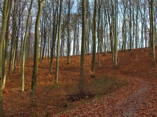 Waldseepfad Rieden (Traumpfad)