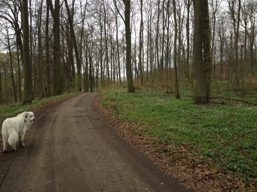 Zülower Eichen
