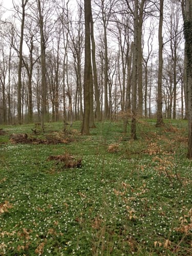 Zülower Eichen
