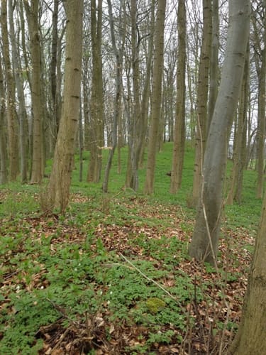 Zülower Eichen