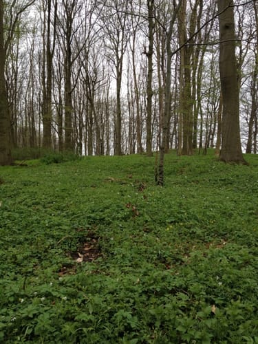 Zülower Eichen