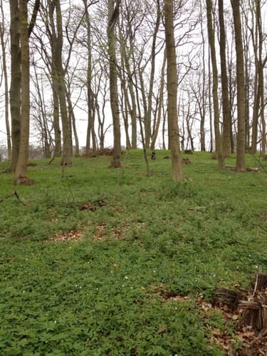 Zülower Eichen