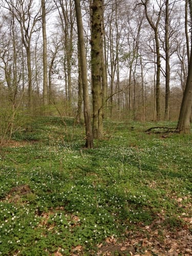 Zülower Eichen