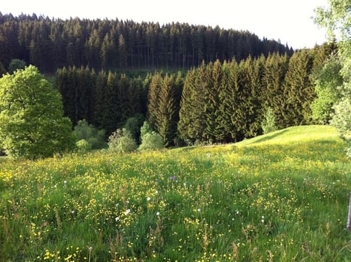 Entlang der Steina ab Balzhausen