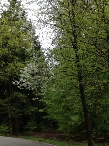 Biberpfad im Hürtgenwald
