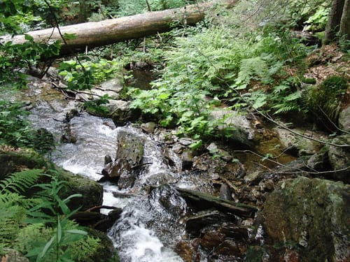 Höllbachgspreng - Falkenstein - Runde