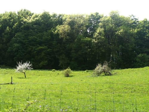 Hohenwittlingensteig (Premiumwanderweg)