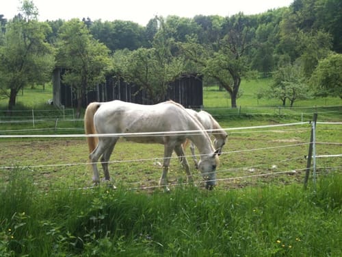Hohenwittlingensteig (Premiumwanderweg)