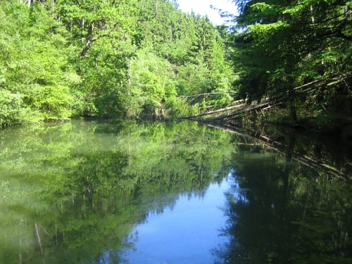 Waldschluchtenweg (Traumpfad)