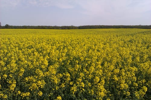 Tour 4: Durch Hügelland und Traveniederung
