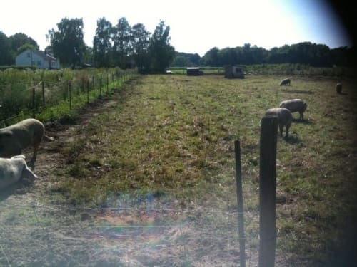 Waldzoo Offenbach und Badesee Rodgau ab Offenbach am Main