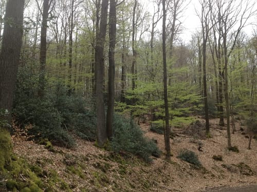 Eitorf Waldrundweg