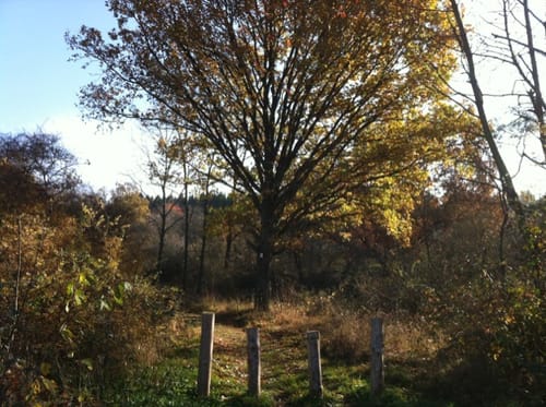 Schauinslandweg (Premiumwanderweg)