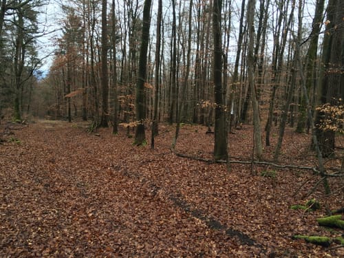 Fleisbacher Grenzgang (2015)