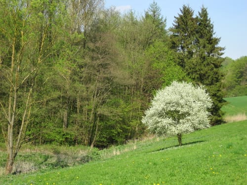 5-Bäche-Weg