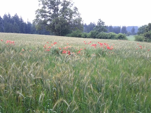 Frankenweg Etappe 2: Schwarzenbach am Wald - Reichenbach