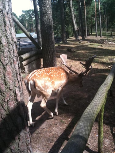 Wildpark Johannismühle