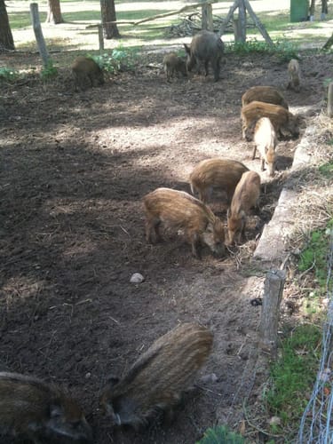 Wildpark Johannismühle