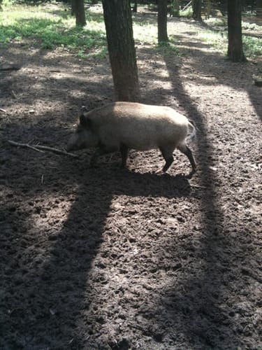 Wildpark Johannismühle