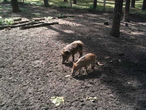 Wildpark Johannismühle