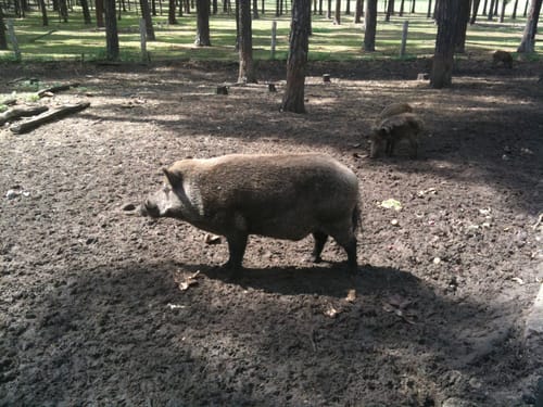 Wildpark Johannismühle