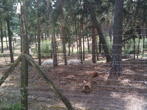 Wildpark Johannismühle