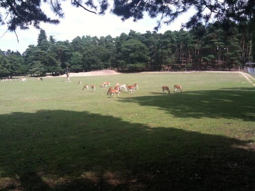 Wildpark Johannismühle