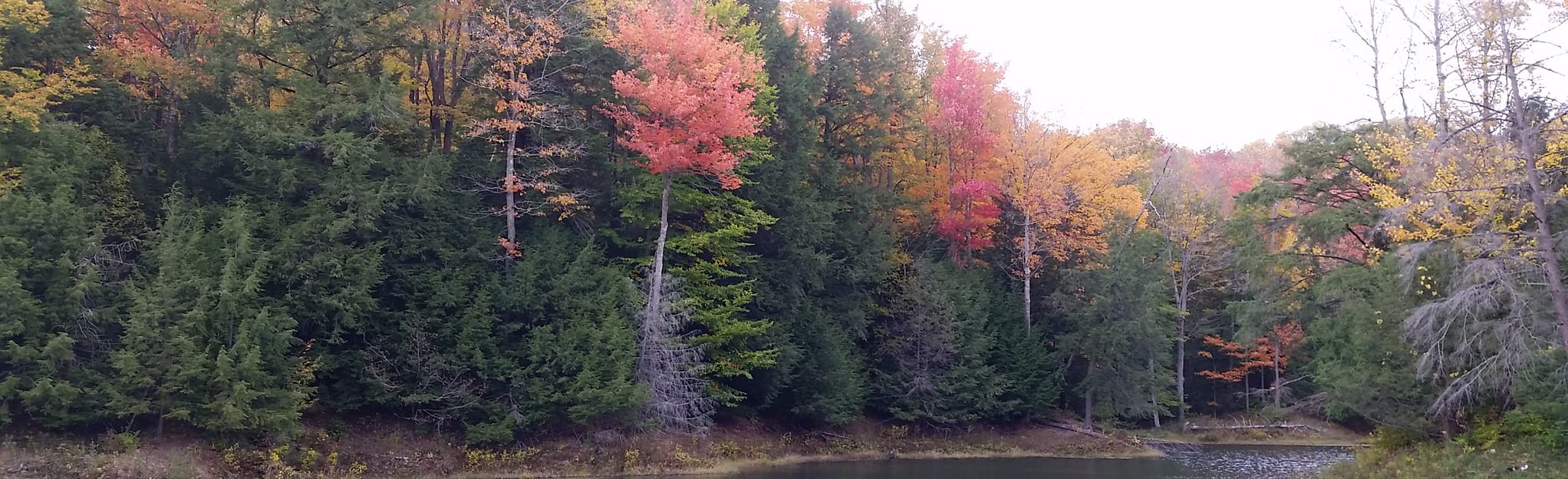 East Otto State Forest Trail 11 Reviews, Map New York AllTrails