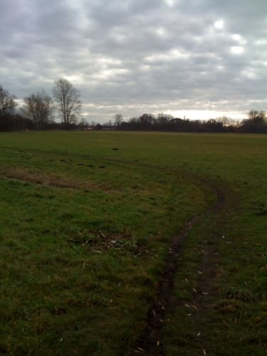 Buschwiesen und Pappelwald in Teltow