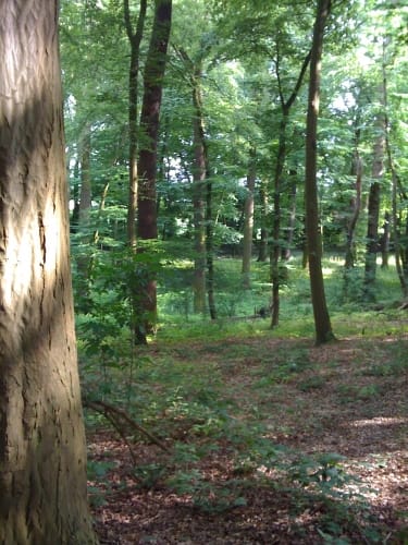 Rund um den Blauen See