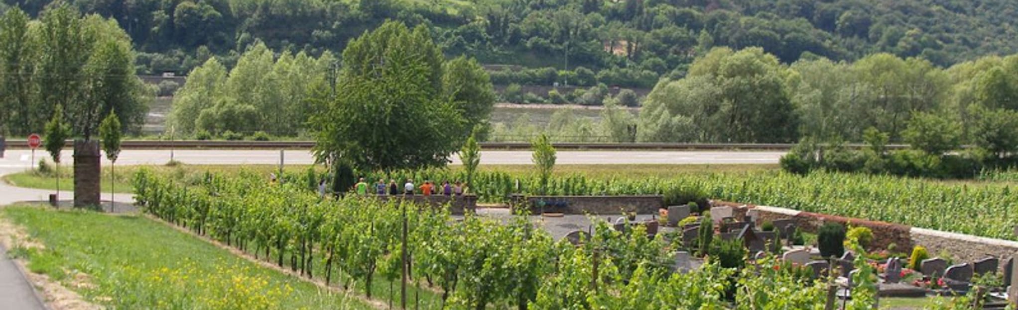 Castle Hammerstein Loop Rheinbrohler Ley 3 Reviews, Map RhinelandPalatine, Germany AllTrails