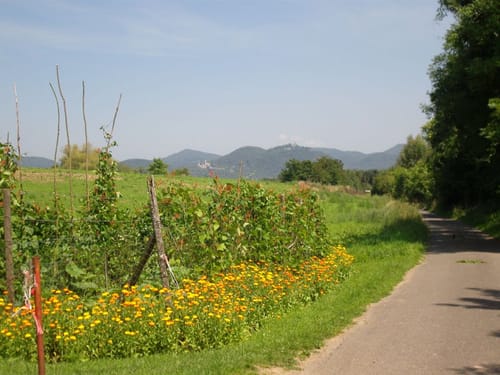 Von Bad Godesberg zum Rolandsbogen