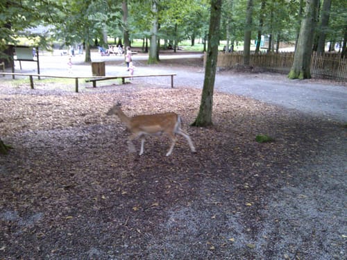Wildpark Klaushof