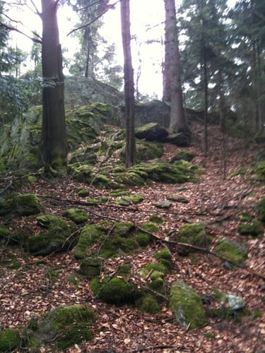 Tannenecker Weg (Ar05)