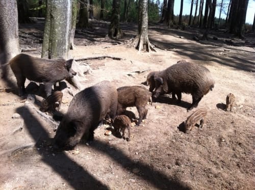 Von Großhelfendorf durch den Bergtierpark Blindham