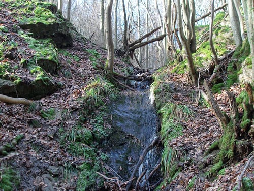 Waldbreitbacher Wiedtraum