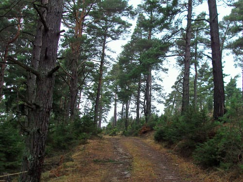 Historische Straße Wacholderweg
