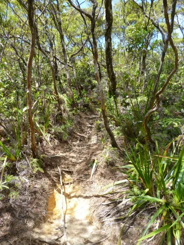 Best Hikes and Trails in Hutan Simpan Pasir Raja | AllTrails