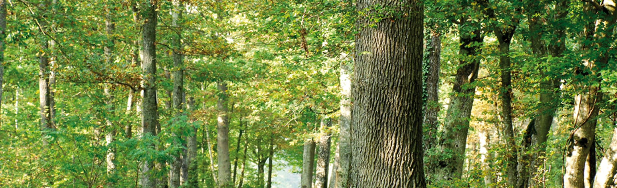 Charbonnière Park Loop, Loiret, France 42 Reviews, Map AllTrails