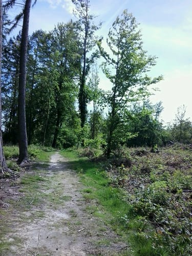 Deister und Fuchsbach ab Bantorf