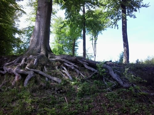 Deister und Fuchsbach ab Bantorf