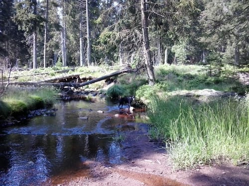 Rundwanderweg Oderteich