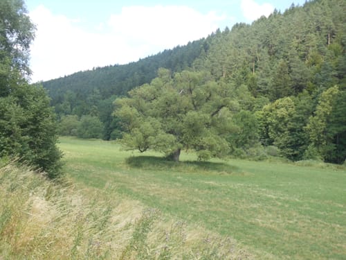 Donau-Radweg (D-Route 6) Alt. Etappe 1: Donaueschingen nach Beuron