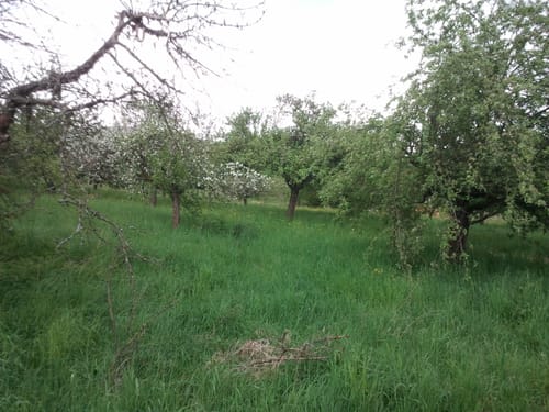 Bachhalde über Jagdhundefriedhof