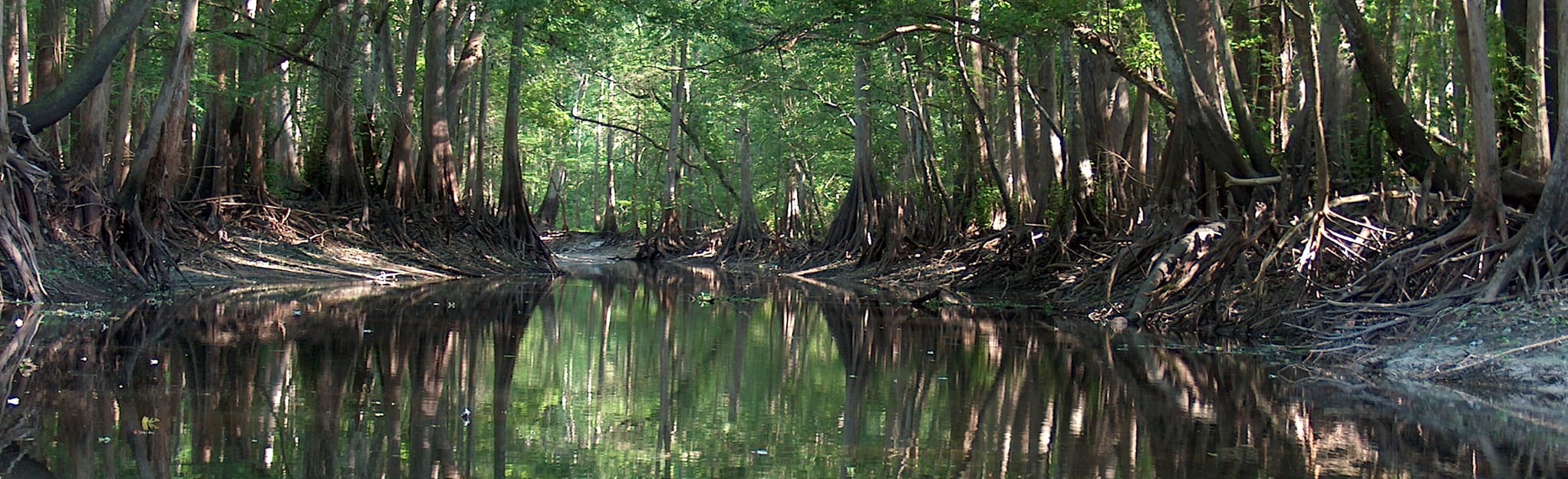 Withlacoochee River Paddle from Hog Island Boat Launch, Florida 26