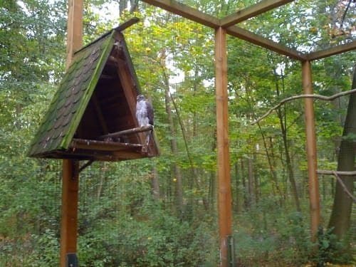 Im Käfertaler Wald