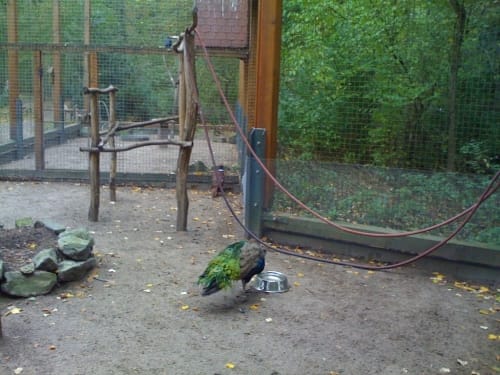 Im Käfertaler Wald