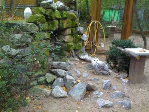 Im Käfertaler Wald